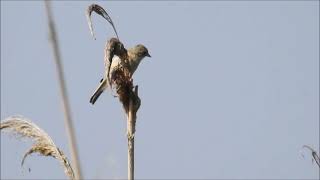 Penduline Tit [upl. by Aneehsram]