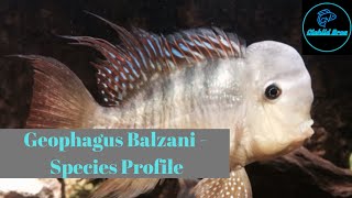 Gynmogeophagus Balzanii  Care Guide amp Species Profile [upl. by Aoh]