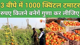 Tamatar ki kheti से लाखों की कमाई  Tomatoesfarming  Tamatar ki kheti karne ka tarika Janta ka raj [upl. by Sirrep]