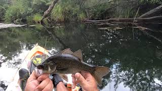 Big wild bass on the dstyle Reserve [upl. by Yenffit]