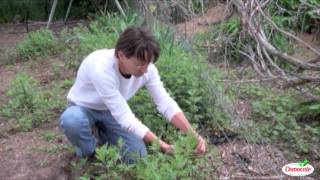 How To Prune Perennials [upl. by Ojyma]