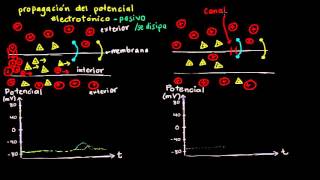 Potencial electrotónico y potencial de acción  Biología  Khan Academy en Español [upl. by Autum]