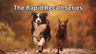 Quick amp Easy Dog Recall Training  Get Your Dog To Come When Called [upl. by Kellyn787]