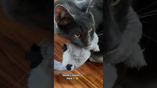 Spooky Catnip Season is Here 🐈‍⬛🎃🐾🐿️👻 cat catvideos [upl. by Nessa]