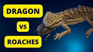 Breaded Dragon Eats 5 Dubia Roaches In Less Than 1 Minute [upl. by Sion]