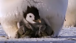 Emperor penguins  The Greatest Wildlife Show on Earth  BBC Earth [upl. by Claiborn83]