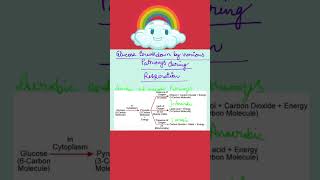 AEROBIC ANAEROBIC RESPIRATION 10TH SCIENCE 10TH BIOLOGY SCIENCE CLASS NOTES SHORTS [upl. by Gilpin72]