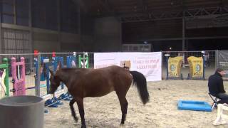 Lord vd Breemeersen 3y old stallion by Adorado x Nimmerdor x Voltaire [upl. by Farmelo206]