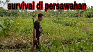 SURVIVAL DI PERSAWAHAN DEKAT RUMAH 💯‼️‼️ [upl. by Halona]