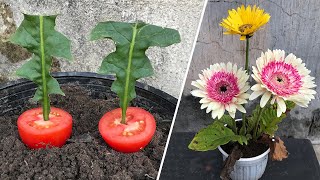 How to grow Gerbera at home│Gerbera [upl. by Ittocs]