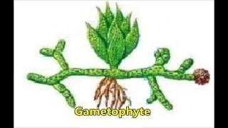 Bryophytes  Amphibians of Plant Kingdom [upl. by Gylys193]