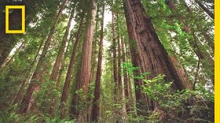 Experience the Magic of Redwood National Park  Short Film Showcase [upl. by Antoine61]