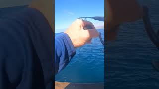 PREVIEW UNLIMITED fun with BAIT and ALABAMA rig FISHING at CATALINA Island [upl. by Devland]