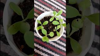 Grow Stock Flower Plants from seeds stockflowers Matthiola gardening shorts [upl. by Peria]