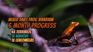 Mixed Dart Frog Vivarium Tank 6 month Progress update  Terribilis Auratus Leucomelas Poison Dart [upl. by Ash]