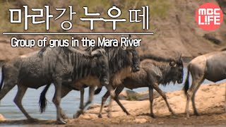 Group of gnus in the Mara River  Wildlife in Serengeti EP02 07 마라강가 누우떼 [upl. by Karlise]