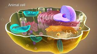 Plasma membrane  Fundamentals of Biology [upl. by Hubey]