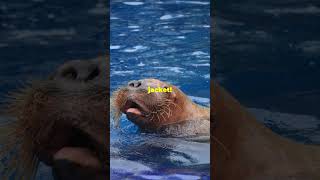 Did you know these facts about Walruses [upl. by Yhtur]