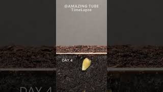 Growing Orange Tree from seed timelapse plants [upl. by Maloney]