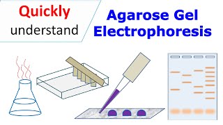 Agarose Gel Electrophoresis  Biotechnology  V Senthilnathan [upl. by Season]