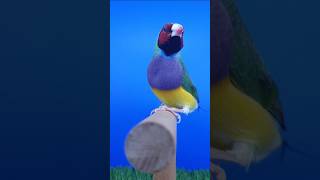 Red head purple breast green body gouldian finch male bird [upl. by Ailuy]