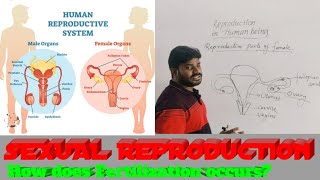 Sexual Reproduction II Reproduction in Human being How does Menstrual cycle occurs 😎 [upl. by Aprile]