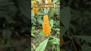 Pesona bunga lilin Pachystachys lutea [upl. by Wurster]