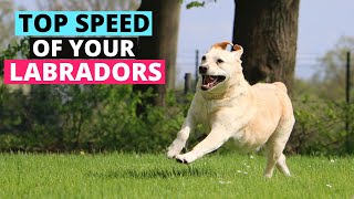 How Fast can Labradors Run compared to other Dog Breeds [upl. by Kaya]