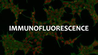 Immunofluorescence IF Immunohistochemistry IHC and Immunocytochemistry ICC [upl. by Ahsinrat]