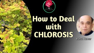 कलोरोसिस ख़त्म करने के चार उपाय  How To Deal With Chlorosis Problem In Rose Plants [upl. by Varuag]