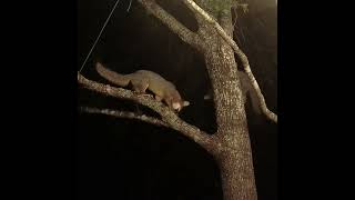 Gray Fox Dad amp Kit Up A Tree Nov 10 2024 [upl. by Birk]