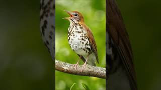 Wood Thrush Singing and Call [upl. by Aribold952]