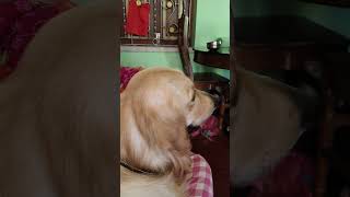 Max cartoon dekh rha haidog goldenritriever funny dogcomedy funnypet trending ytshort lab [upl. by Tai991]