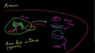 Biology Lecture  21  Ribosomes [upl. by Beth]