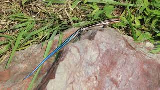 FIVE LINED SKINK [upl. by Carlee]