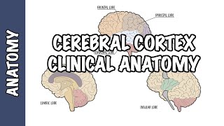 Clinical Anatomy  Cerebral Cortex lobes injury and clinical signs [upl. by Tiduj]