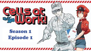 Cells at Work S1 Ep1 Corona Virus Invasion [upl. by Magnusson]