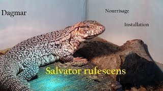 Présentation et nourrissage de ma Red tegu salvator rufescens [upl. by Abernathy989]