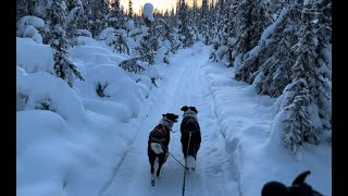 Skijoring With 2 Dogs Through the Alaska Forest [upl. by Uthrop]