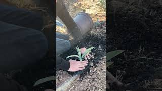 Planting Agave from Seed [upl. by Dempster275]