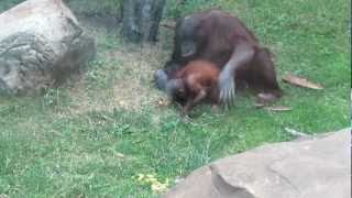 Орангутан Orangutan Moscow Zoo [upl. by Ferree]