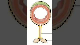 🤔¿PERITONEOMESENTERIOEPIPLÓN 🤔 doctor sabiasque medicina peritoneo [upl. by Ibrek]