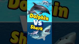 Dolphin vs Shark epicdiscoveriesurdu shorts ocean dolphin shark trending interestingfacts [upl. by Nobie]