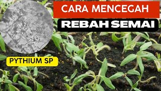 cara mencegah rebah semai cabe [upl. by Suixela]