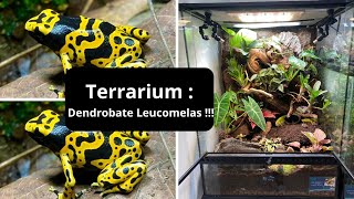 Je fais un TERRRIUM TROPICAL pour DENDROBATES [upl. by Mosley]