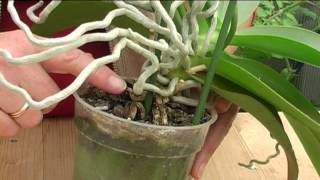 How to Grow Orchids [upl. by Bartko842]