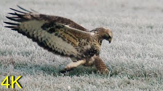 Raufußbussard  Roughlegged Buzzard Jagend Hunting [upl. by Koeninger691]