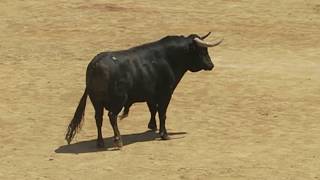 Encierro del sexto toro  Encierros Domingo de Pentecostés 2019 [upl. by Guinna]