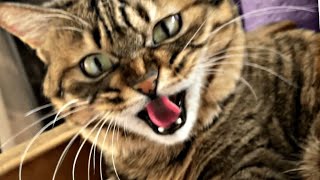 Very angry cat 🐱 vs Glove 🧤 cat 猫動画 catmemes catlover [upl. by Refiffej]