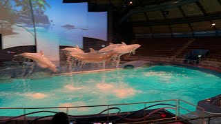 Dolfinarium Netherlands  Dolphin Show [upl. by Stoneman880]